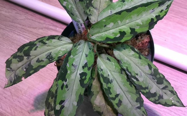 Foto: Aglaonema atau Sri Rejeki asal Aceh memiliki potensi pasar yang bagus di Negeri Matahari terbit.