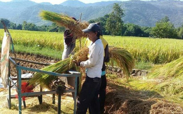 Foto : Petani Padi di Kabupaten Bogor Melakukan Panen Raya