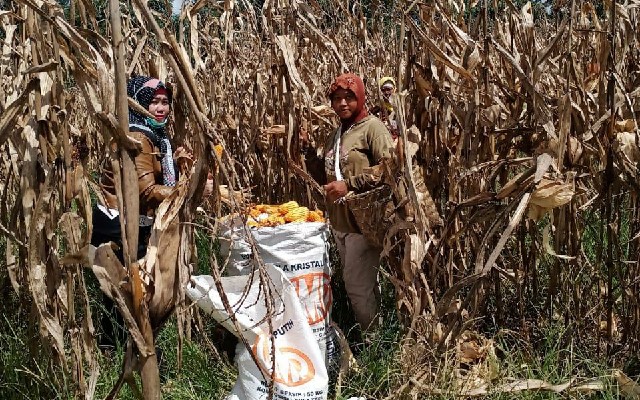 Foto: Petani jagung di Oku Selatan Siap Panen Raya.