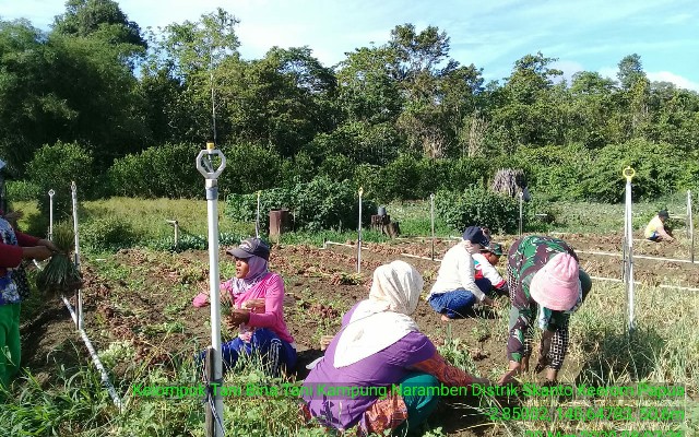 Corona Tidak Menghalangi Penyuluh dan Petani Panen Bawang Merah Di Papua