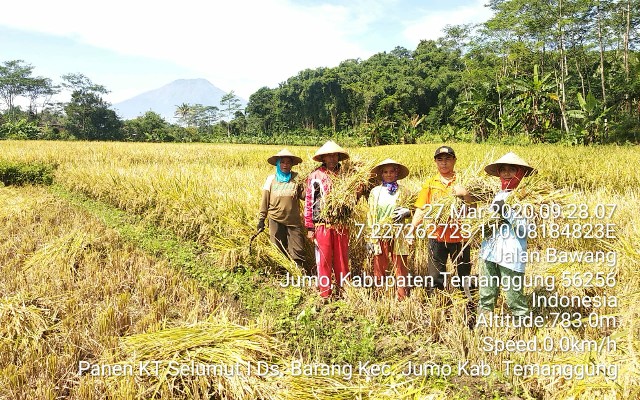 Foto. Panen padi di Temanggung