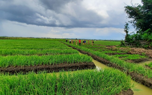 Kementan Jamin Stok Bawang Merah Aman Hadapi Ramadhan dan Idul Fitri