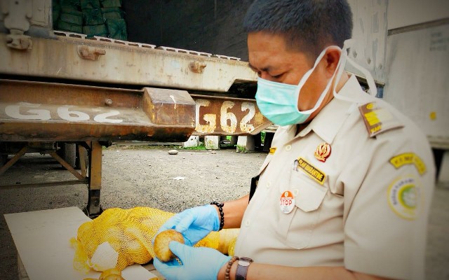 Foto : Kentang Jenis Granola yang sedang di Karantina oleh Petugas Barantan Belawan.