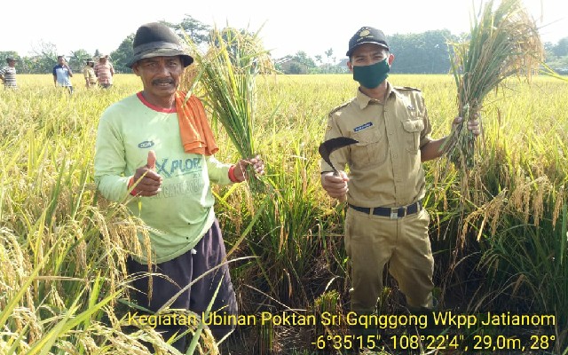 Foto : Poktan Sri Ganggong bersama Kostratani Susukan melakukan Ubinan di lahan pertanian Susukan, Cirebon.