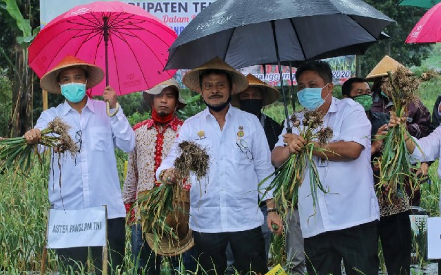 Mentan SYL Panen Bawang Putih di Temanggung, Produk Lokal Lebih Sedap