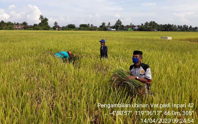 Foto : Pengambilan ubinan Varietas Padi Inpari 42 di lahan sawah Kabupaten Barru.