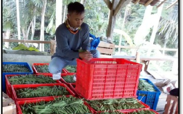 Optimisme P4S Tazmal Farm Okiagaru Mendukung Ketersediaan Pangan Di Tengah Wabah Covid – 19