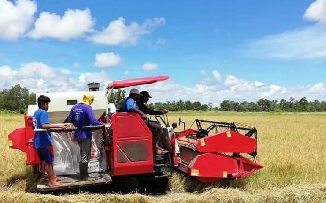 Kabupaten Kendal Panen Raya Padi Hingga Mei 2020 Seluas 9.341 Ha