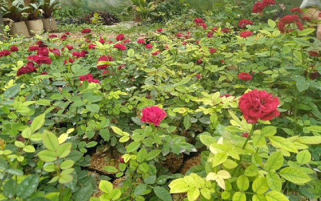 Balitbangtan Serahkan Benih Mawar Untuk Kebun Raya Cibodas