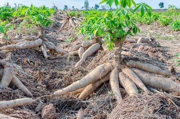 Bupati Banjarnegara Ajak Pengembangan Diversifikasi Ubi Kayu Melalui Korporasi