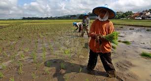 Foto : Petani Indonesia yang Sebentar Lagi akan Mendapat Kemudahan Akses Kredit Usaha Rakyat (KUR)