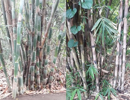 Pesona Bambu untuk Pertanian dan Konservasi Lahan dan Air