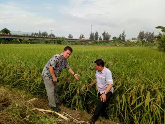 Foto: Ketua KTNA Winarno Tohir.