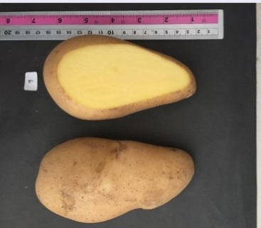 Foto : Jenis kentang Papita Agrihorti