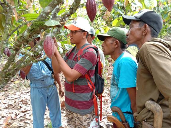 Foto : Tanaman Biji Kakao yang Kini Bisa Dinikmati Panennya Setiap Tahun oleh Para Petani
