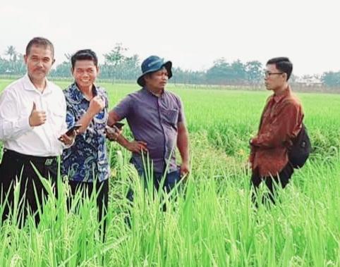 Antisipasi Kemarau, Pemprov Sumut Optimis Produksi Pangan Tak Terganggu