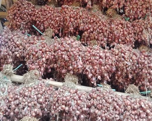 Produksi Bawang Merah Melonjak, Bupati Bima: Pendapatan Petani Terkerek