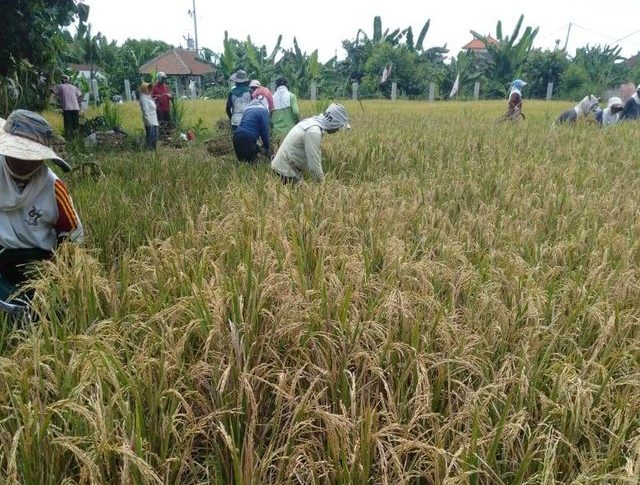 Petani di Bali Tetap Semangat Memanen Padi di Tengah Pandemi Covid-19