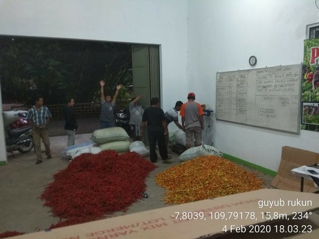 Foto: Pasar Lelang Cabai Guyub Rukun Kabupaten Kebumen Yang Digelar Salah Satu Petani Binaan Polbangtan YoMa