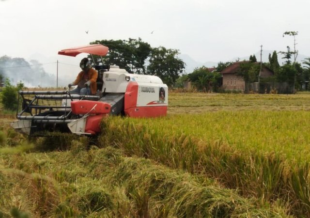 Foto : Panen padi oleh petani di Kabupaten Ponorogo, Jawa Timur.