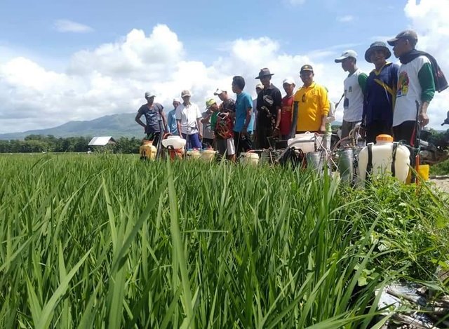 Foto : Petani Tapanuli Tengah akan melakukan pengendalian kepinding tanah