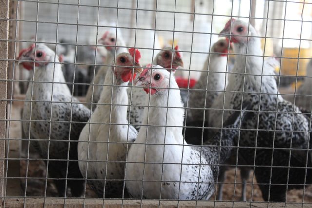 Foto : Ayam Sembawa Merupakan Ayam Lokal Penghasil Telur yang Andal