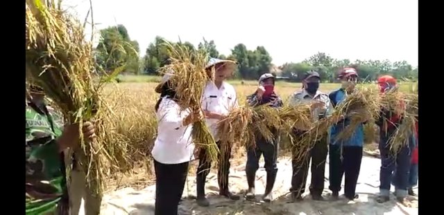 Petani di Kota Bogor Mulai Kembangkan Padi Inpari Nutri Zinc