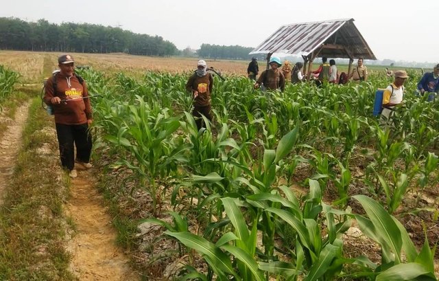 Kementan Kendalikan Hama Jagung Dengan Teknologi Ramah Lingkungan
