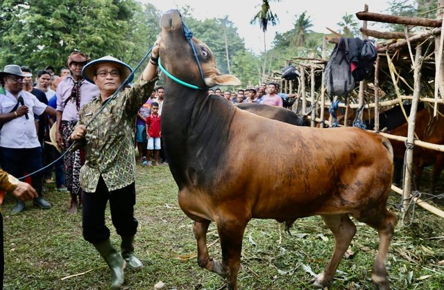 Kementan Dorong Peningkatan Populasi dan Perbaikan Genetik Sapi dan Kerbau di NTT