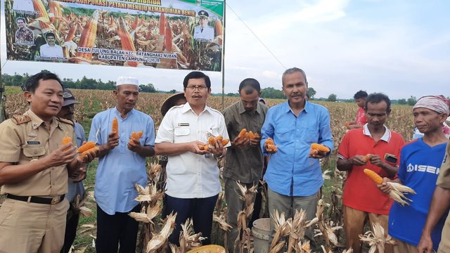 Foto: Panen Jagung Hibrida Perbenihan Berbasis Korporasi di Desa Tulung Balak oleh Kepala Dinas Pertanian TPH Lampung Timur.