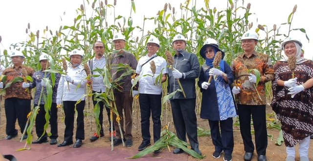 Foto: Panen perdana Sorgum seluas 34,5 hektar di Serdang Bedagai, Sumut.