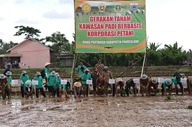 Foto : Kegiatan Gerakan Tanam Kawasan Padi Berbasis Korporasi Petani di Kelompok Tani Kramat Jaya, Kecamatan Patia, Kabupaten Pandeglang