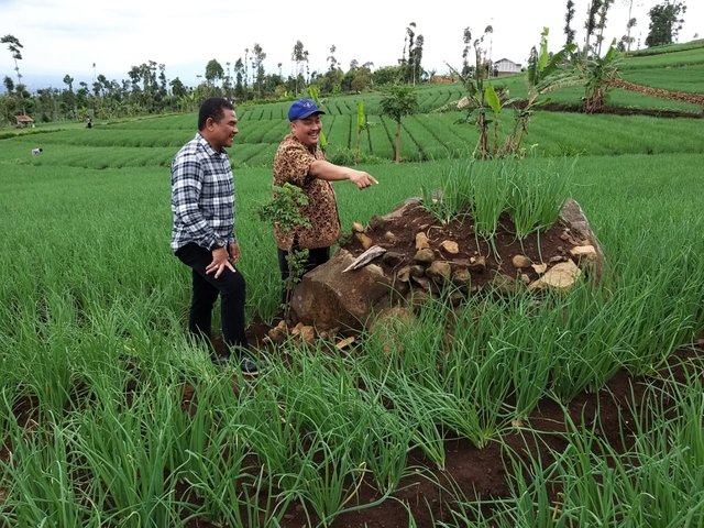 Foto : Direktur Jenderal Hortikultura Prihasto Setyanto saat Berada Lahan Tanaman Cabai dan Bawang Merah