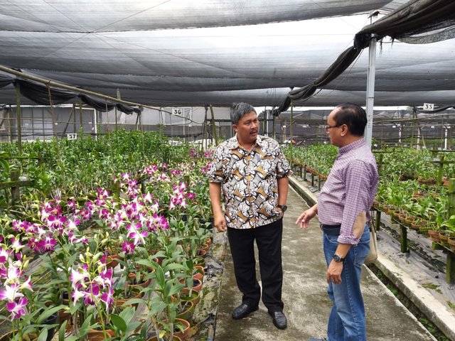 Foto : Direktur Jenderal Hortikultura, Prihasto Setyanto saat Mengunjungi Kebun Pembibitan Anggrek PT Ekakarya Graha Flora di Purwakarta, Jawa Barat
