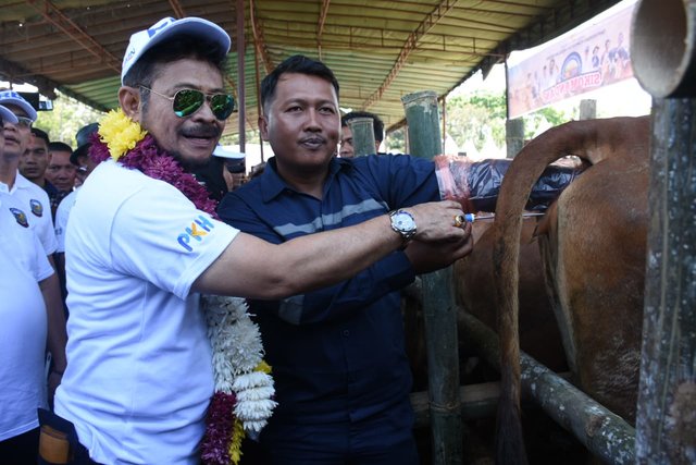 Kunjungi Serdang Bedagai, Mentan SYL Panen 1000 Ekor Pedet