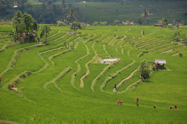 Foto: Penyusunan profil CSA Indonesia dilakukan untuk memetakan kondisi pertanian di seluruh provinsi di Indonesia.