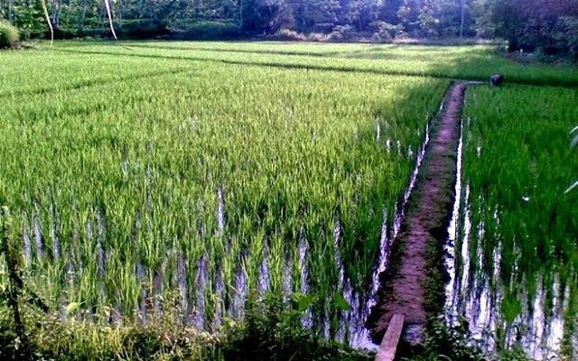 Sawah Tadah Hujan Didorong Panen Tiga Kali Setahun