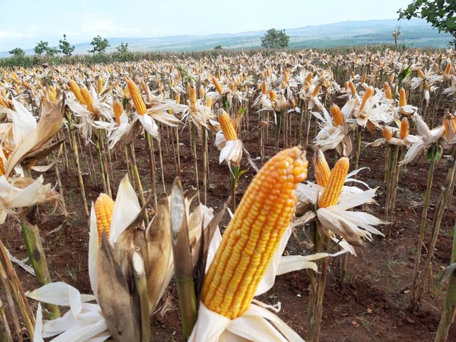 Di Tengah Pandemi Covid 19, Jagung dan Padi di Tuban Siap Panen