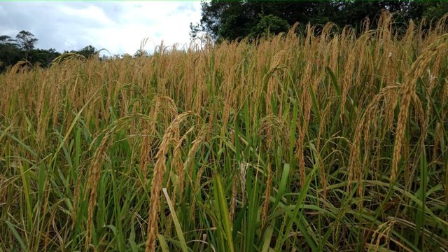 Walau Covid 19, Petani di Lumajang Panen Raya Padi dan Jagung