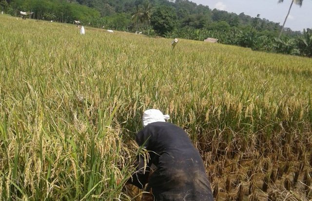 Maret Puncak Panen Padi di Kabupaten Sragen Seluas 21.260 Ha