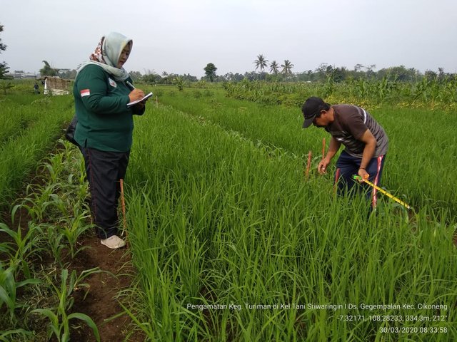 Foto : Penyuluh BPTP Dr. Darojat Prawiranegara sedang memberikan bimbingan kepada petani pelaksana kerjasama TURIMAN (Tumpang Sari Tanaman Jagung-Gogo atau Jago)