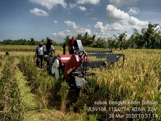 Atasi Kekurangan Tenaga Panen, Petani Bali Optimalkan Penggunaan Alsintan