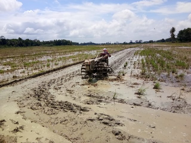 M. Saprin, STP Penyuluh Desa Sumber Mulyo Bersama Kelompok Tani Akan Tanam Seluas 512 Hektar Sawah Ditengah Mewabahnya Corona