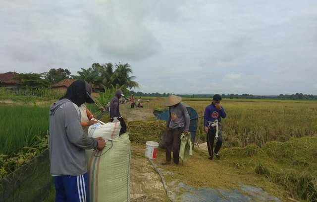 Pandemi Covid-19 Tak Halangi Petani Kabupaten OKU Panen Raya Padi dan Jagung