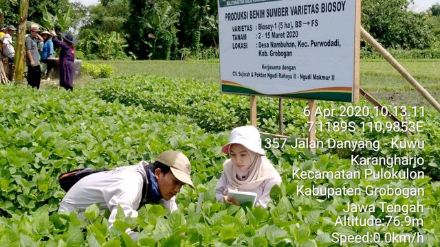 Perbanyak Benih Kedelai Biosoy, Balitbangtan Siap Dukung Produksi Pangan