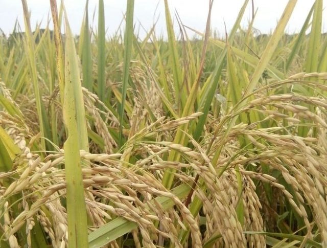 Panen Raya Padi Berlangsung, Pemerintah Jaga Stabilisasi Harga