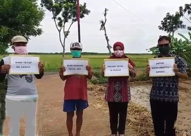 Foto : Para Petani dan Penyuluh Pertanian yang Terus Bekerja di Sawah ditengah Pandemi covid-19