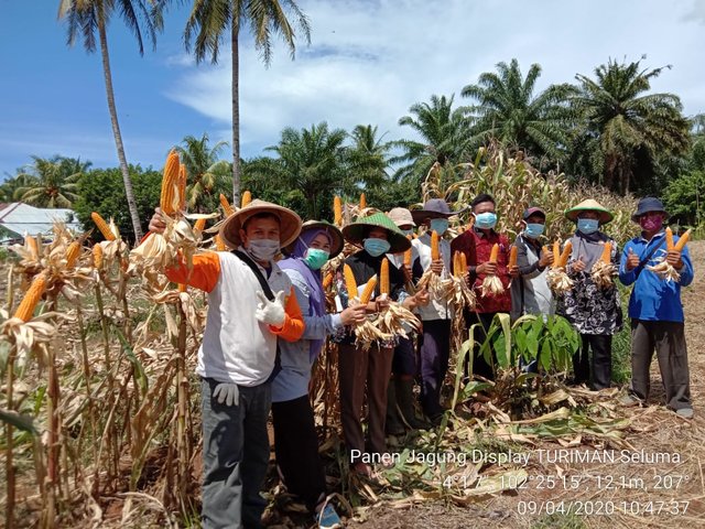 Covid-19 Tidak Surutkan Petani Panen Jagung Nasa 29 Teknologi Turiman