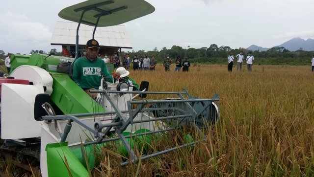 Sawah Bukaan Baru di Kabupaten Lingga, Bisa Panen Raya di Tengah Pandemi Covid-19