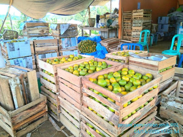 Foto : Jeruk Keprok yang Diminati Pasar dan Mampu Berdaya Saing Dengan Jeruk Impor